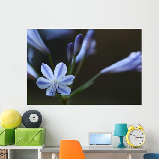 Agapanthus Wall Decal