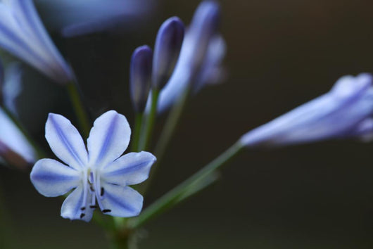 Agapanthus Wall Decal