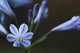 Agapanthus Wall Decal