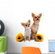 Chihuahuas and Sunflowers