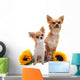 Chihuahuas and Sunflowers