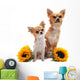 Chihuahuas and Sunflowers