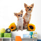 Chihuahuas and Sunflowers