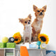 Chihuahuas and Sunflowers