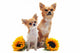 Chihuahuas and Sunflowers