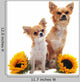 Chihuahuas and Sunflowers