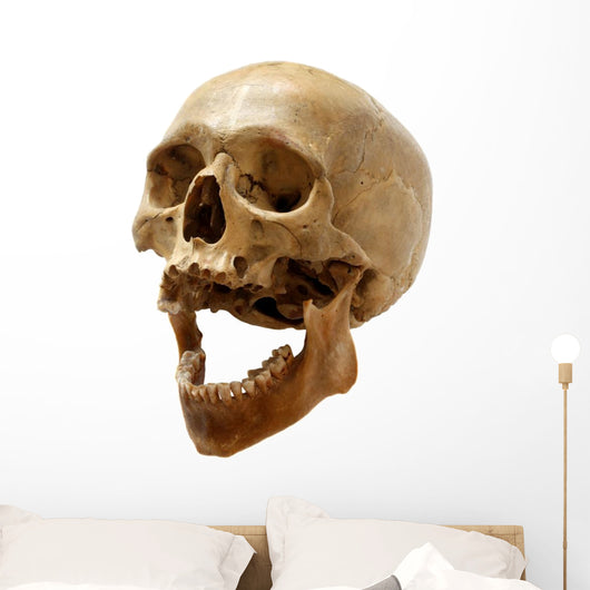 Skull of the person. Wall Decal