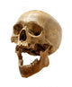 Skull of the person. Wall Decal