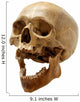 Skull of the person. Wall Decal