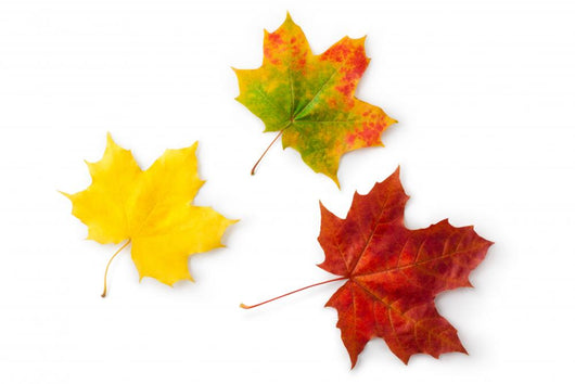 Three Maple Autumnal Leaves Topview Wall Decal