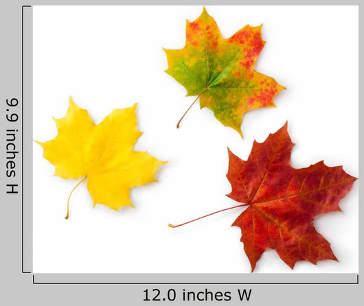 Three Maple Autumnal Leaves Topview Wall Decal