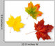 Three Maple Autumnal Leaves Topview Wall Decal