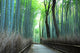 Bamboo Forest Path Wall Decal