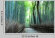 Bamboo Forest Path Wall Decal
