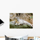 Lying Family Snow Leopard Wall Mural