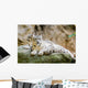 Lying Family Snow Leopard Wall Mural