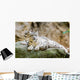 Lying Family Snow Leopard Wall Mural