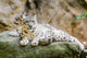 Lying Family Snow Leopard Wall Mural