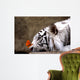 Tiger and Butterfly Wall Mural