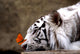 Tiger and Butterfly Wall Mural