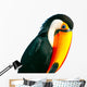 Colorful Toucan Parrot with