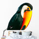 Colorful Toucan Parrot with