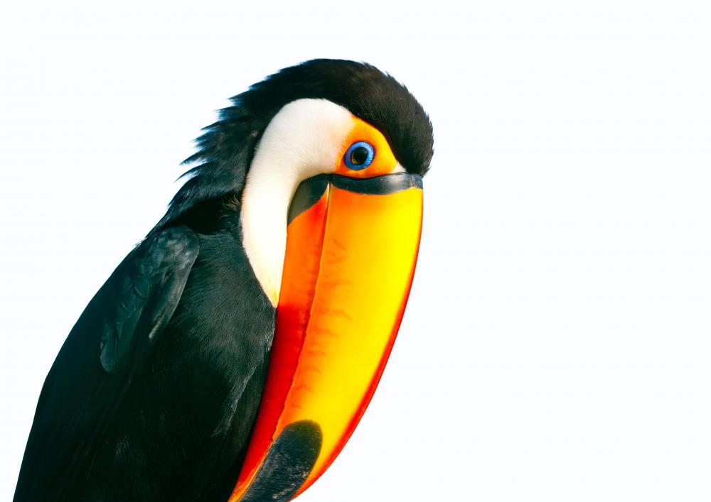 Colorful Toucan Parrot with – Wallmonkeys