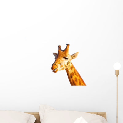 Head Camelopard Wall Decal shown on a wall