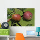 Norman Apples Wall Decal