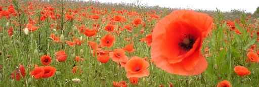 Poppy Seed Wall Decal