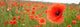 Poppy Seed Wall Decal
