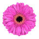 Pink Gerbera Marigold Flower Wall Decal