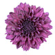 Purple Chrysanthemum Flower White Wall Decal