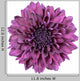 Purple Chrysanthemum Flower White Wall Decal