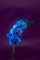 Blue Orchid