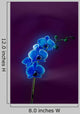 Blue Orchid
