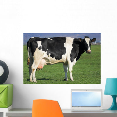 Holstein Cow Wall Decal shown on a wall