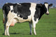 Holstein Cow Wall Decal