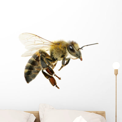 Bee shown on a wall
