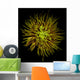 Spider Chrysanthemum Wall Mural