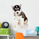 Puppy a Husky, Isolated. Wall Decal