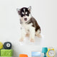 Puppy a Husky, Isolated. Wall Decal