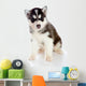 Puppy a Husky, Isolated. Wall Decal
