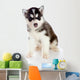 Puppy a Husky, Isolated. Wall Decal