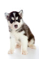 Puppy a Husky, Isolated. Wall Decal