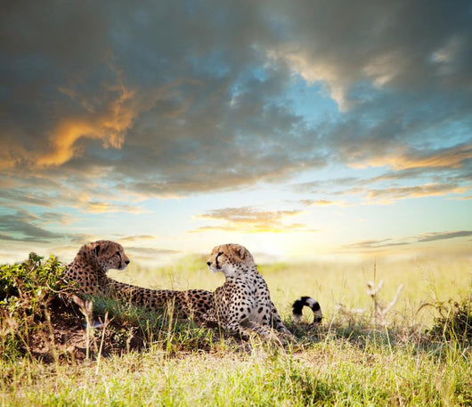 Cheetah Wall Mural