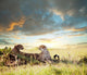 Cheetah Wall Mural