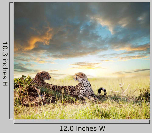 Cheetah Wall Mural