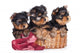 Yorkshire Terrier Puppies in a Basket Wall Decal