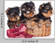 Yorkshire Terrier Puppies in a Basket Wall Decal